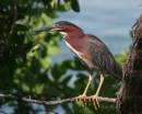 Green_Heron_1243.jpg