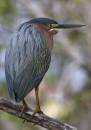 Green_Heron_2_ALP.jpg