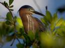 Green_Heron_ALP_Nassau_BS2.jpg