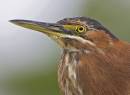 Green_Heron_Portrait_09_ALP.jpg