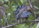 Green_Heron_grooming_ALP_Dec_2009.jpg