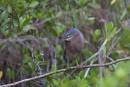 Green_Heron_in_the_bush_ALP_09.jpg