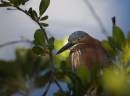 Green_Heron_in_the_bush_ALP_Nassau_08.jpg