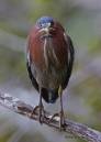 Green_Heron_straight_on.JPG