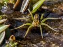 Green_Raft_Spider.jpg