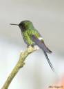 Green_Thorntail_2.JPG