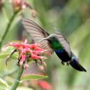Green_Throated_Carib_0005.jpg