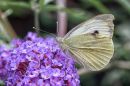 Green_Veined_White11.jpg