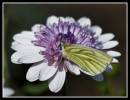 Green_Veined_White_3.jpg