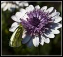 Green_Veined_white.jpg