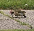 Green_Woodpecker_Female.jpg