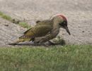 Green_Woodpecker_Female_2.jpg