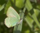 Green_hairstreak.jpg