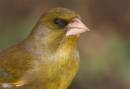 Greenfinch.jpg