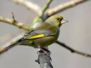 Greenfinch1.jpg