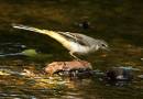 Grey-Wagtail.jpg