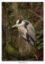 Grey_Heron.jpg