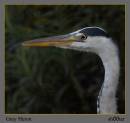 Grey_Heron3.jpg