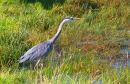 Grey_Heron4.jpg