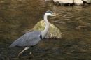 Grey_Heron5.jpg