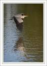 Grey_Heron_0865.jpg