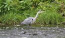 Grey_Heron_Ardea_Cinerea_15-6-2018.jpg