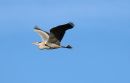 Grey_Heron_Ardea_Cinerea_26-2-2021_.jpg