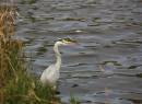Grey_Heron_on_River_Bann_-_Tuesday.jpg