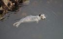 Grey_Seal_Halichoerus_Grypus_19-6-2019_.jpg