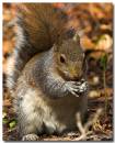 Grey_Squirrel-01.jpg