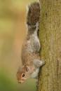 Grey_Squirrel.jpg