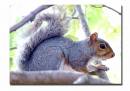 Grey_Squirrel1.jpg