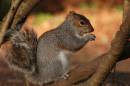 Grey_Squirrel3.jpg