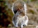 Grey_Squirrel_4004.jpg