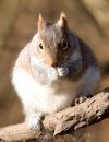 Grey_Squirrel_Sciuridae_1.jpg