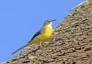Grey_Wagtail.jpg