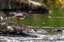 Grey_Wagtail1.JPG