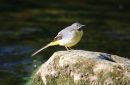Grey_Wagtail_Motacilla_Cinerea_1-6-2020_18.jpg
