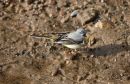 Grey_Wagtail_Motacilla_Cinerea_21-3-2020_3.jpg