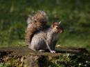 Grey_squirrel2.jpg