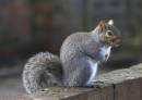 Grey_squrrel.jpg