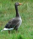 Greylag.jpg