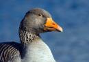 Greylag1.jpg