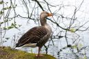 Greylag2.jpg