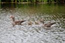 Greylag_Goose_Anser_anser_gosling_s_1.jpg