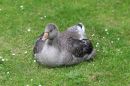 Greylag_gosling_Anser_anser_3-6-2016.jpg