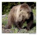Grizzly02a.jpg