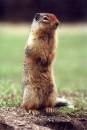 Ground_Squirrel_1.jpg