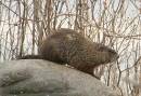 Groundhog.jpg