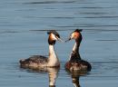 Grt_Crested_Grebe_pair_1.JPG